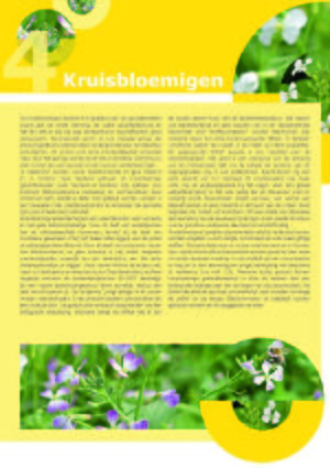 Handboek groenbemesters - Kruisbloemigen .jpg